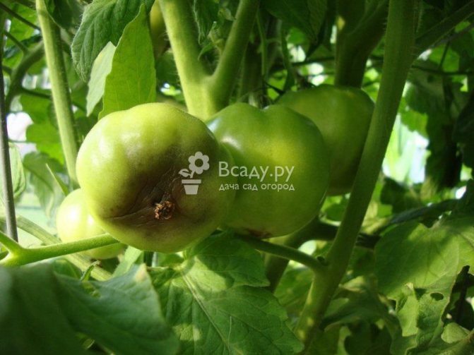 Плохая урожайность и болезни томатов - следствие чрезмерного полива